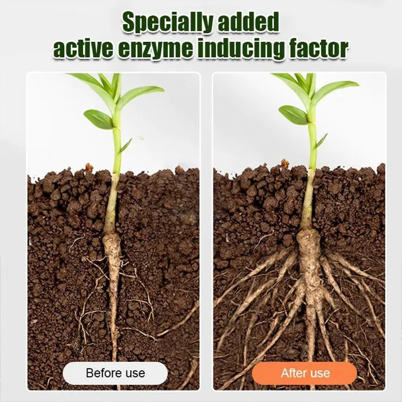 Plant before and after using all-purpose rooting solution with enzyme inducing factor.