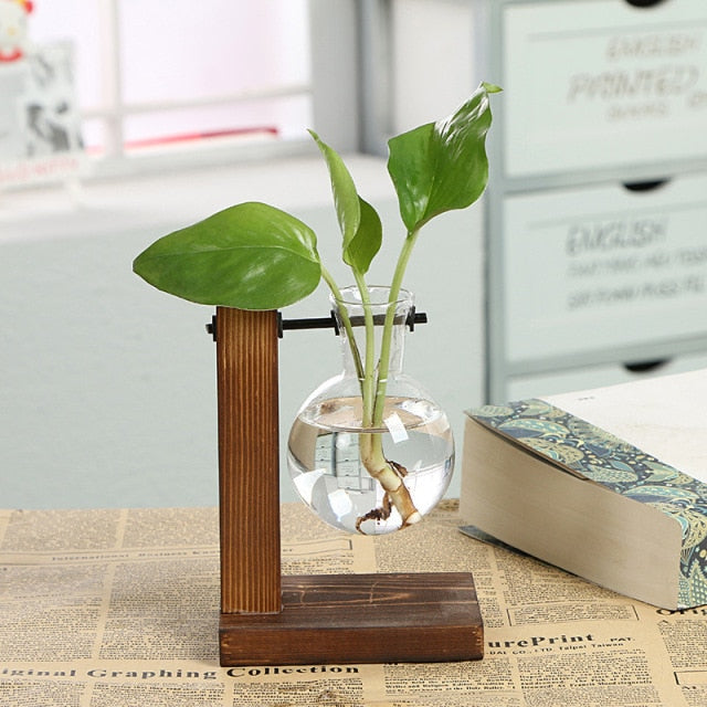 Hydroponic Transparent Plant VasesLooking for a stylish way to show off your plants? Check out our Hydroponic Transparent Plant Vases! Made of high-quality materials, these vases are perfect for showHydroponic Transparent Plant Vases